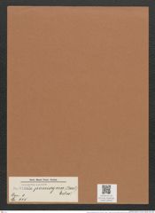 Navicula permagna (Bail.) Edw. (de-Toni-Nr.: Genus 1, Species 515) Zeichnungen Sammlung Grunow Mappe 00453 (Herbarium_W_Grunow_drawings_Folder_00453)
